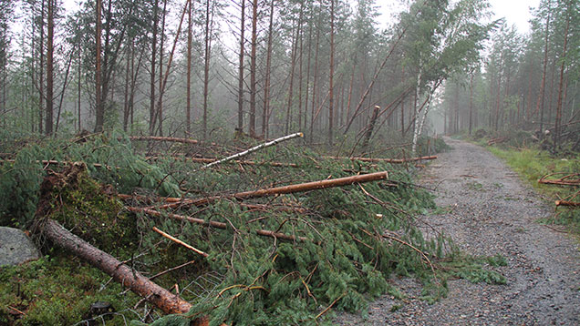Kuva: kaatuneet puut.