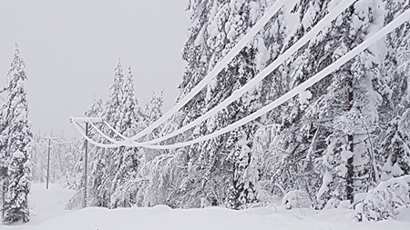 Heavy snow on trees, Photo: Loiste Oy