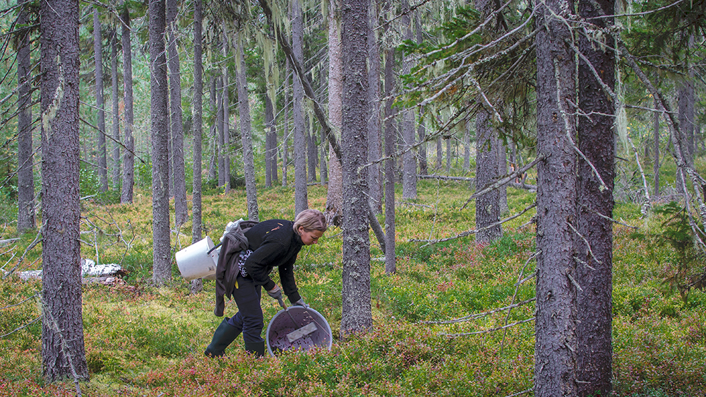 En utländska bärplockare i finska skog.